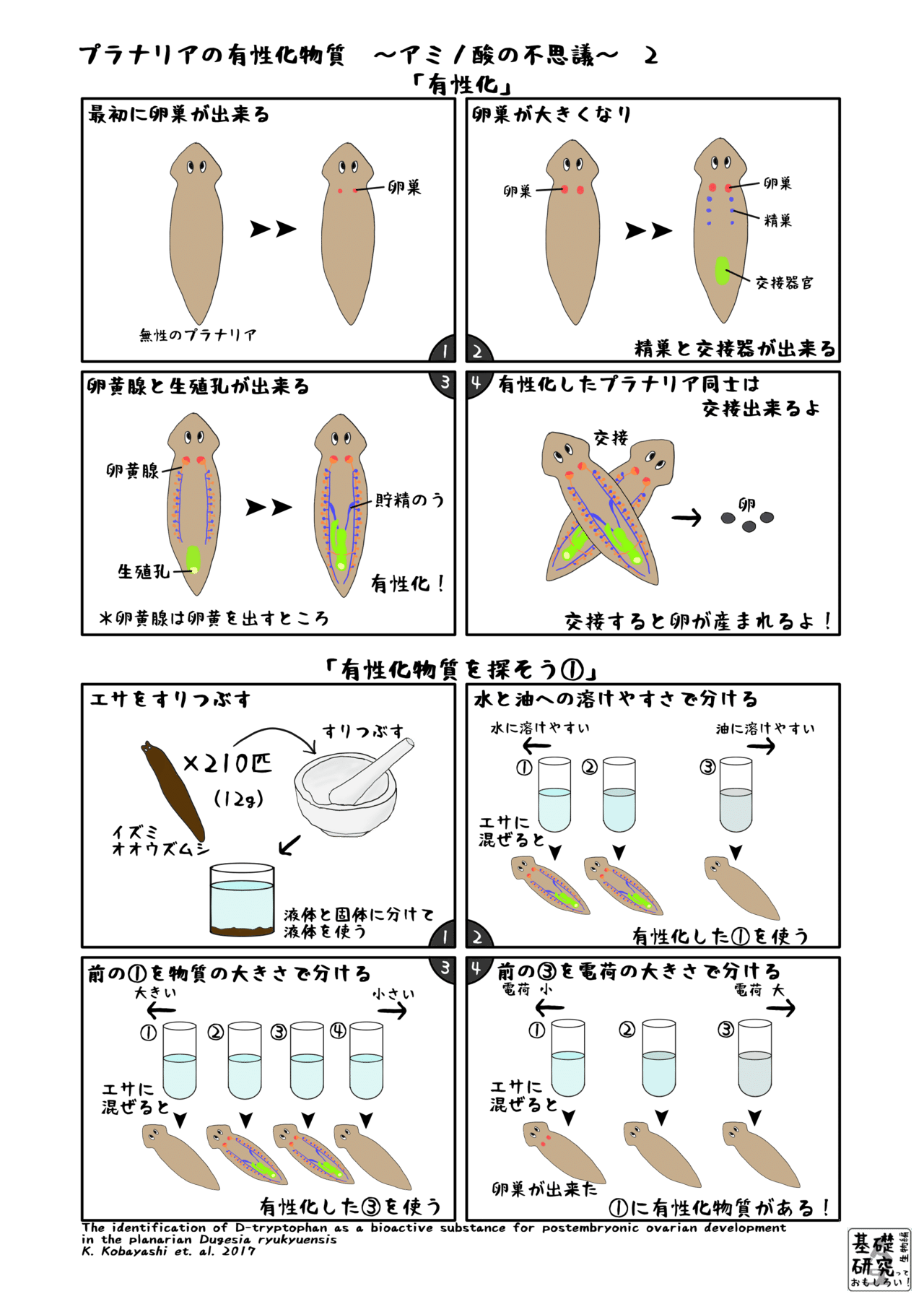 プラナリアの有性化物質 アミノ酸の不思議 ２ かわいせーざん 基礎研究っておもしろい 生物編 Note