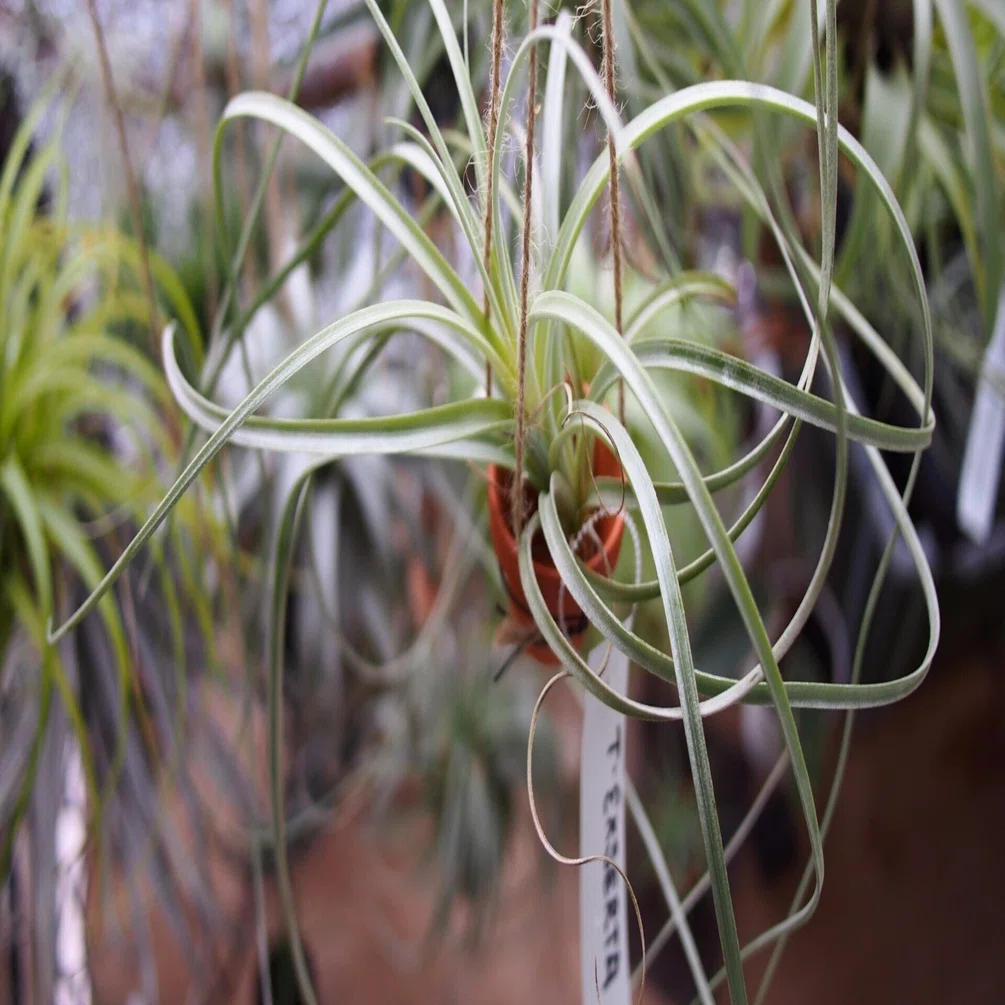 Tillandsia exserta ベストクローン（仮）について｜本田み。