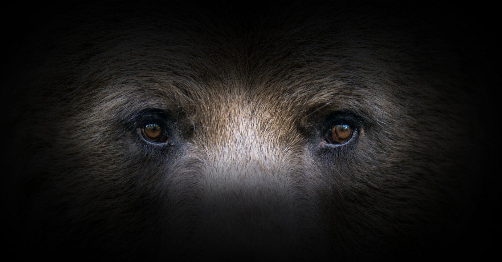 クマさん 0000000103672_WEGheDN.jpg