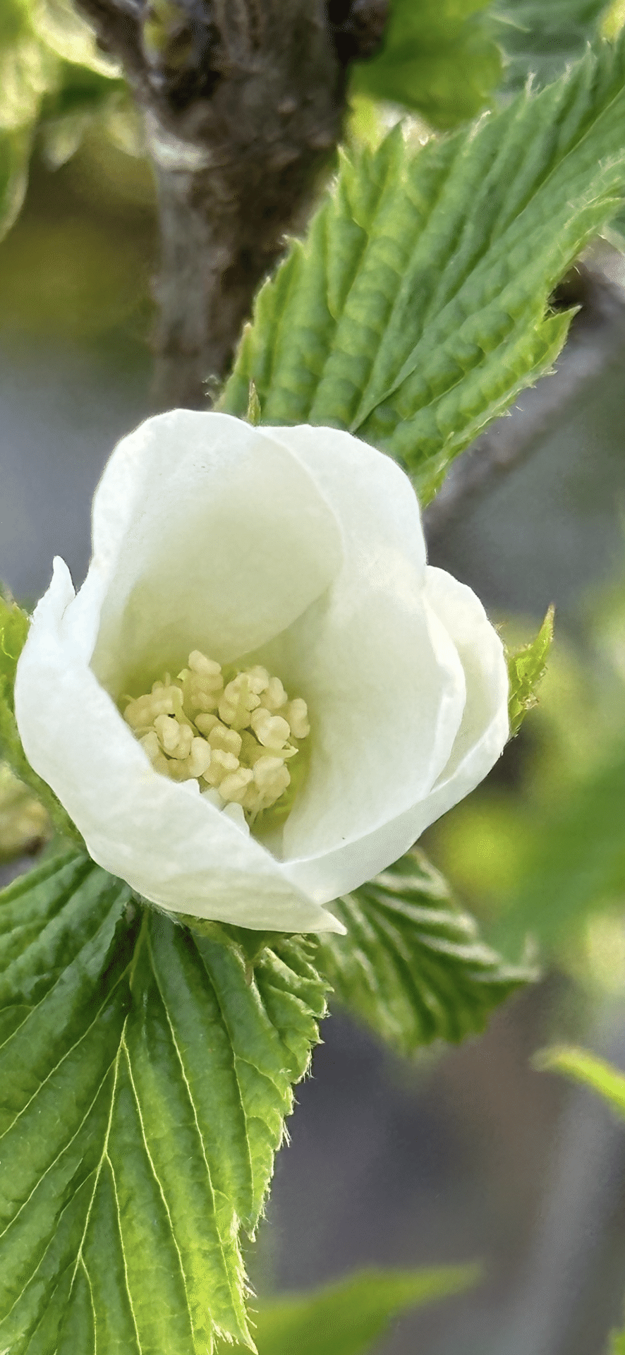 山野草　超希少純白花　エゾツツジ　A 山野草 超希少純白花 エゾツツジ A