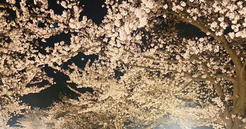 初めての夜桜。｜4ヶ月4日