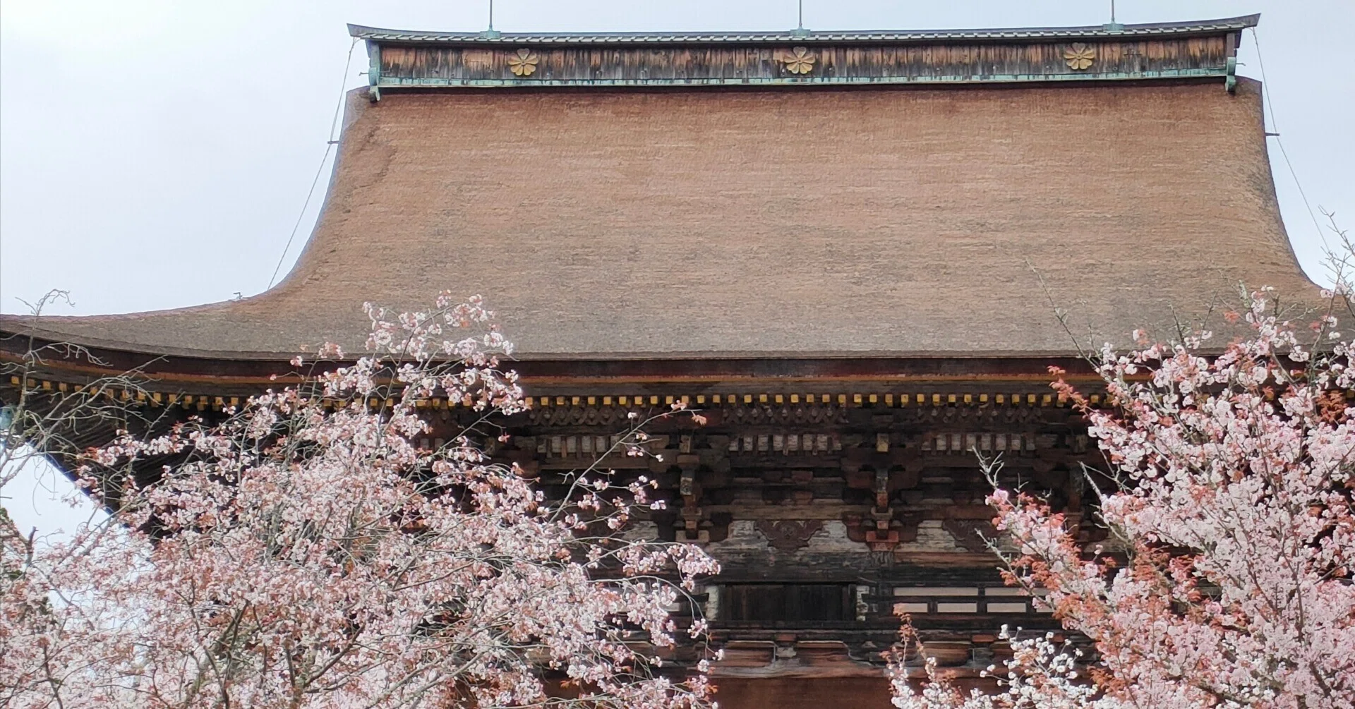春の旅🌸金峯山寺｜saku