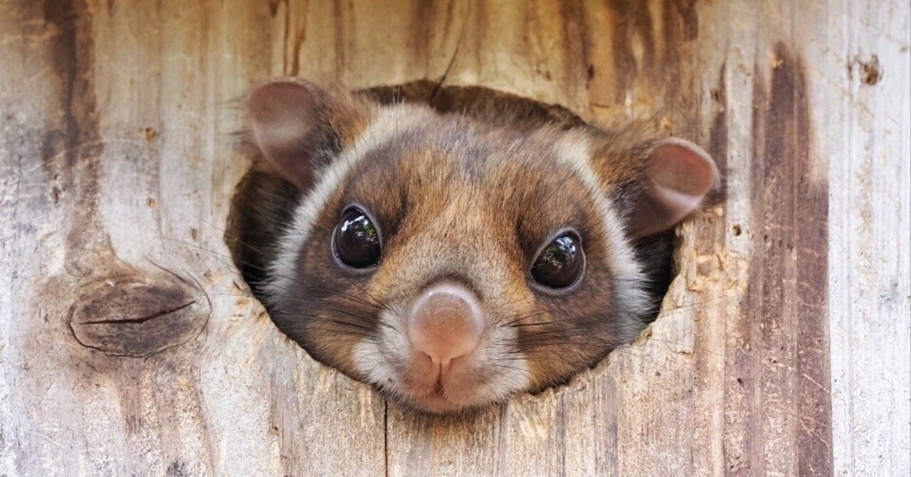 ムササビ出品 自宅でムササビウォッチング｜大塚敏之｜星野リゾート