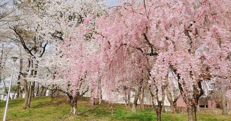 桜を呼吸する街ひろさき
