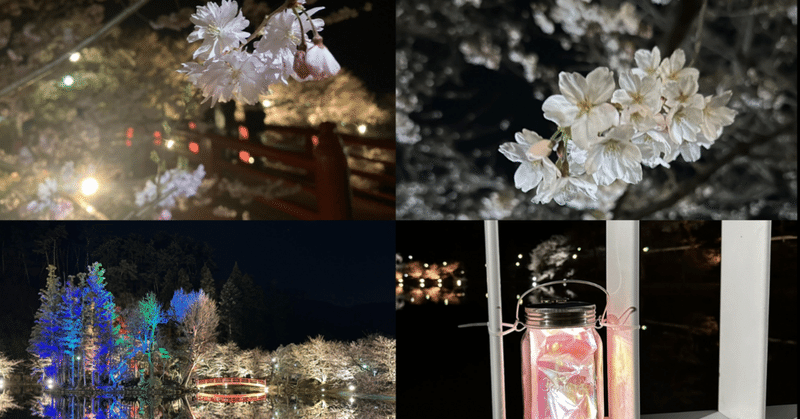 臥竜公園で夜桜を満喫してきました