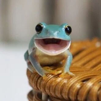 ただそこに存在するそれこそが人間の真の目的かもしれない🐸