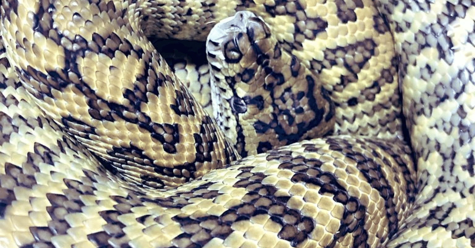 カーペットパイソンの亜種とロカリティとかの話｜コバトロ