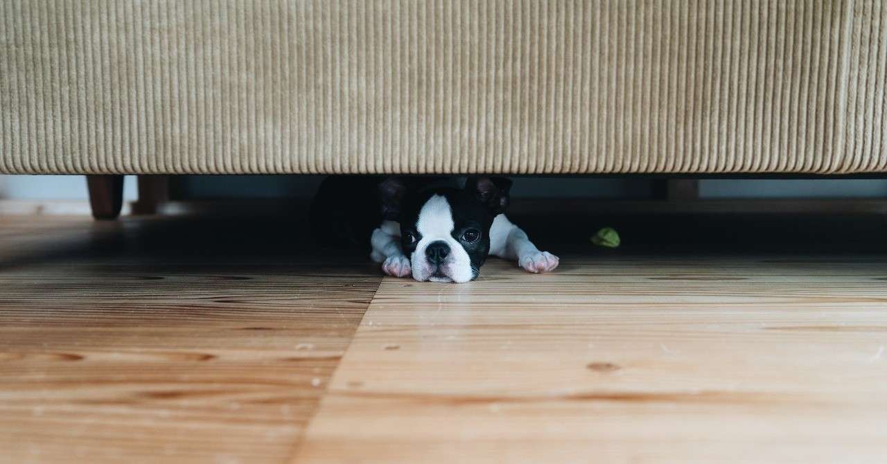 イロドリに看板犬が来ました 迫口宗一郎 Note