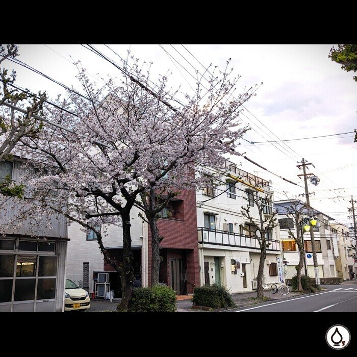 毎年道路にかぶって咲く、当店の近くの桜
もう葉桜になってます。夏がくる？

WATERS boutique of surfing

#surf #surfer #surfing #surftrip #instasurf #surfinglife #shizuoka #japan #supportyourlocalshaper #サーフ #サーフィン #サーファー #サーフトリップ #静岡 #日本