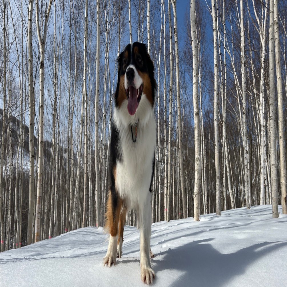 オーストラリアン・シェパード｜Au Grenier（オ・グルニエ）赤井川村