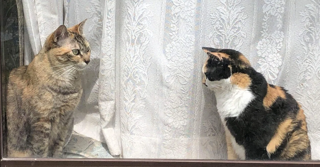 三毛猫様の専用ページ 2点 ウルトラマン ヒカリ 光 猫猫型 ぬいぐるみ 三毛猫様の専用ページ 2点 ウルトラマン ヒカリ 光 猫猫型 ぬいぐるみ