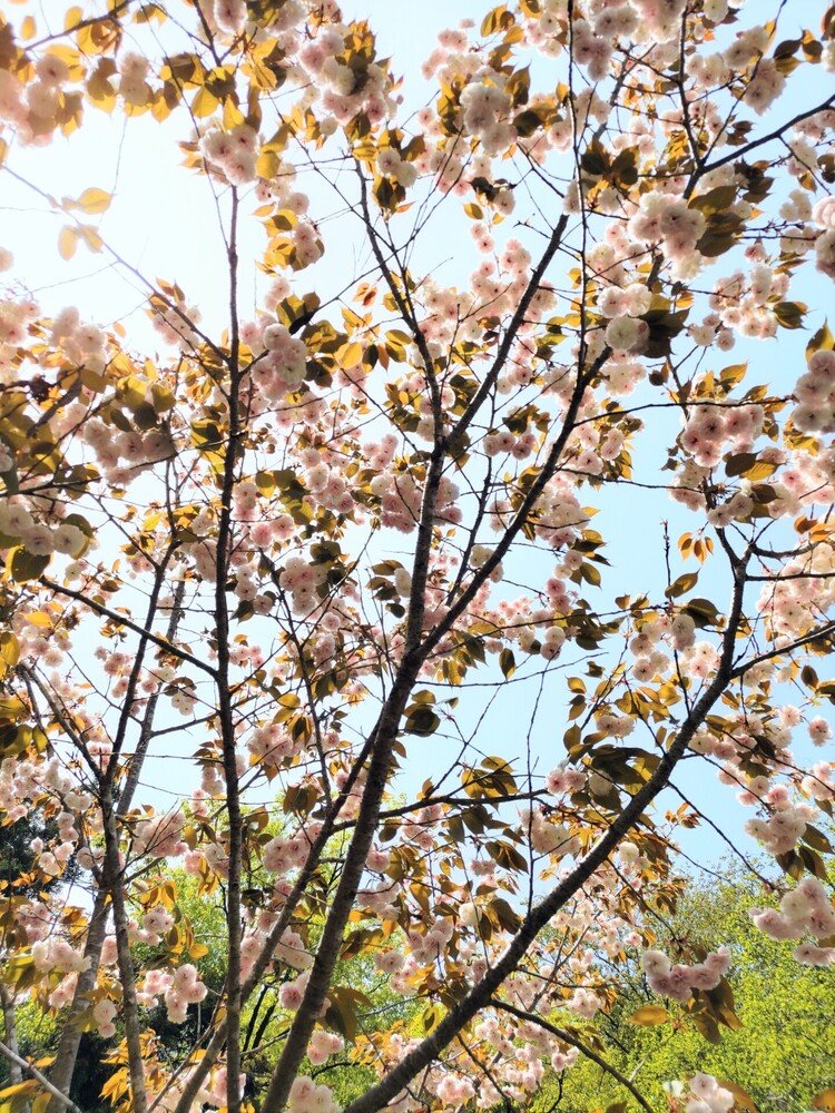 黄砂の木曜見上げれば八重桜