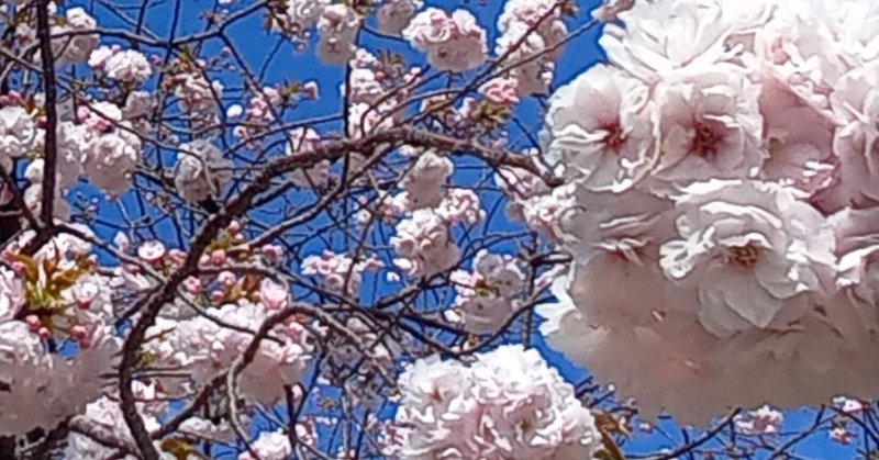 桜の俳句🌸