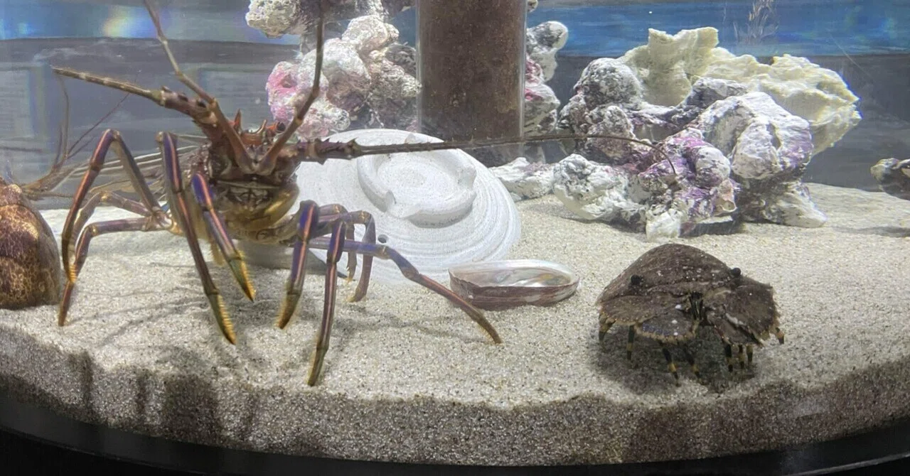 新設水槽のご案内🦐🦀｜桂浜水族館 公式