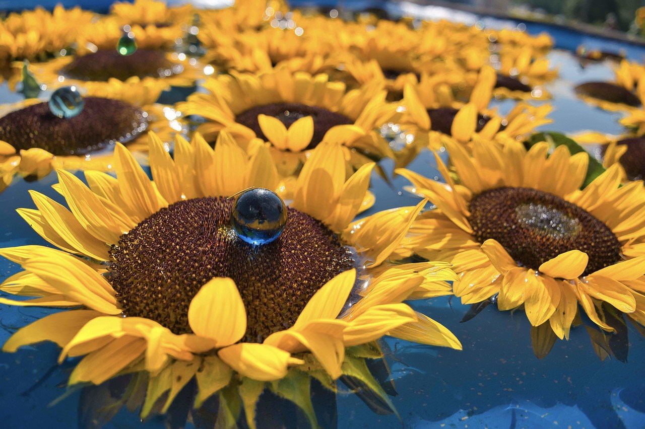 太陽の花 Sunflower 一番好きな花かもしれない 綺麗なだけでなく 力強さ たくましさを貰える 向日葵 夏 写真 日常 ひまわり すがはら Note