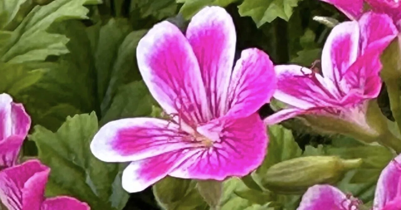 PELARGONIUM - SWEET PINK｜EGGSEED