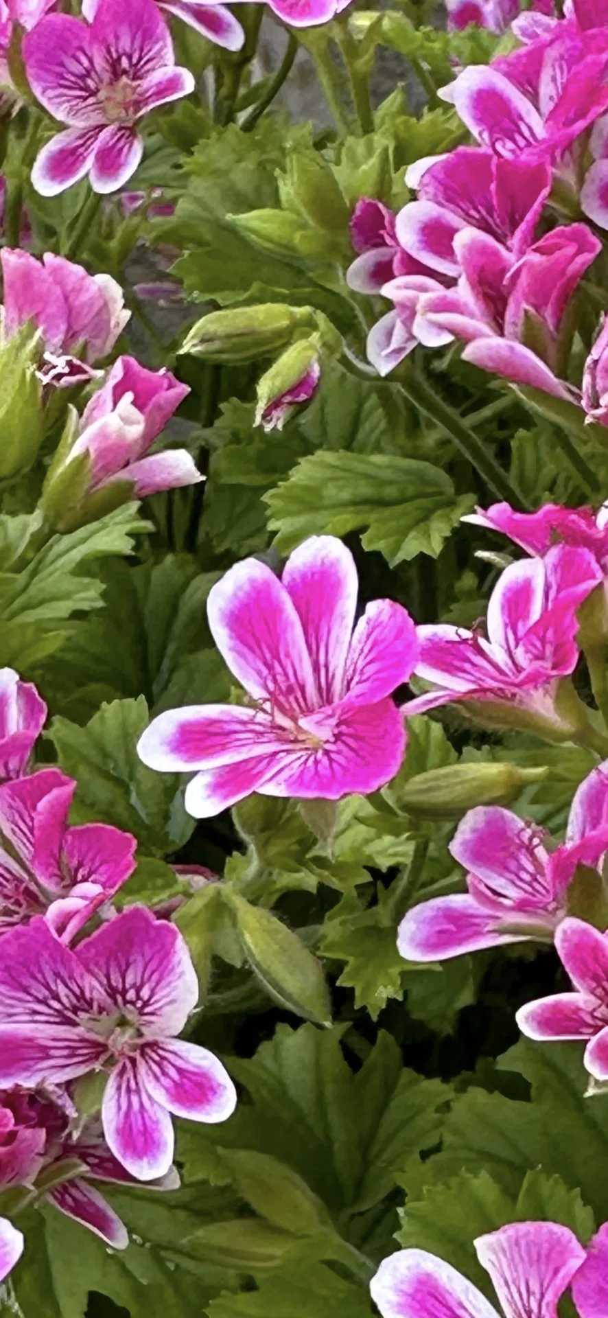 PELARGONIUM - SWEET PINK｜EGGSEED