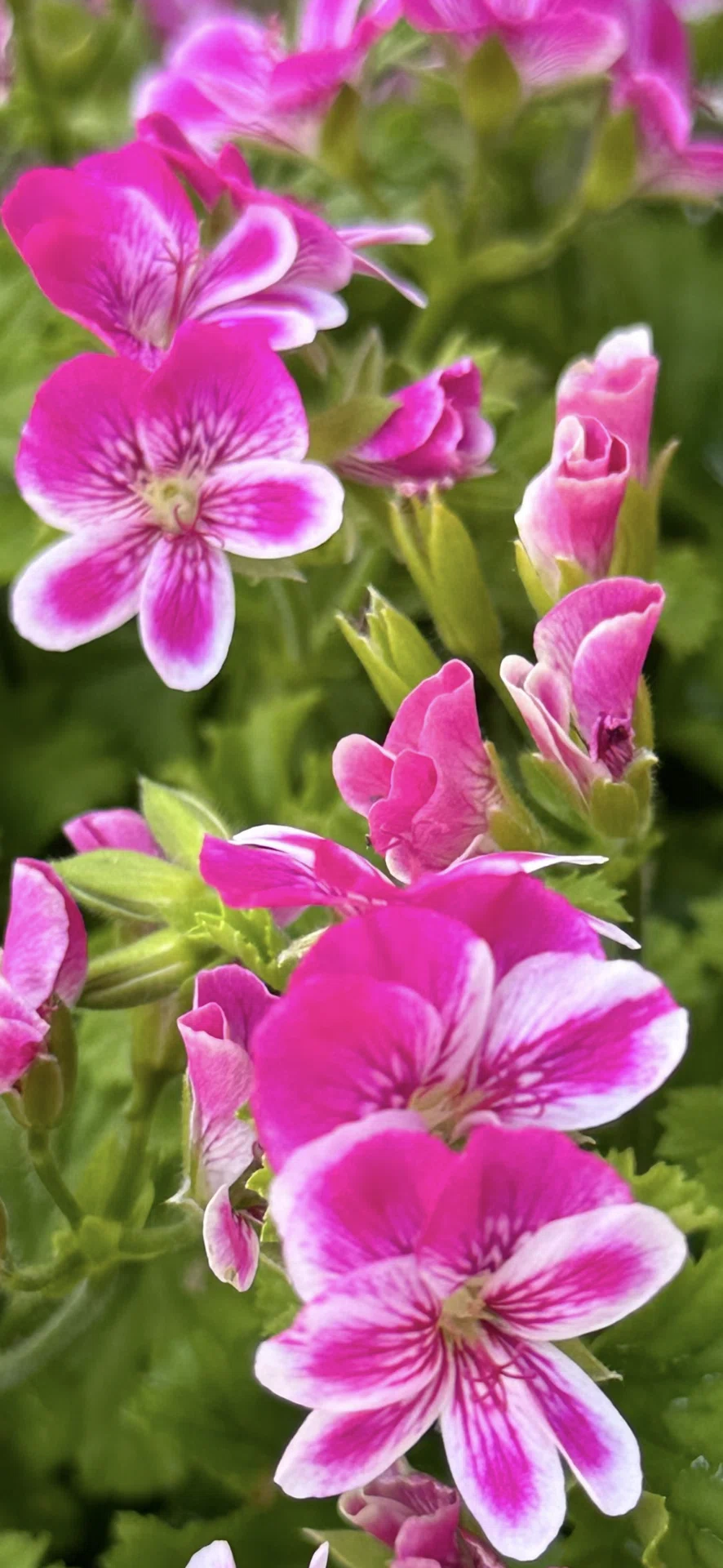 PELARGONIUM - SWEET PINK｜EGGSEED