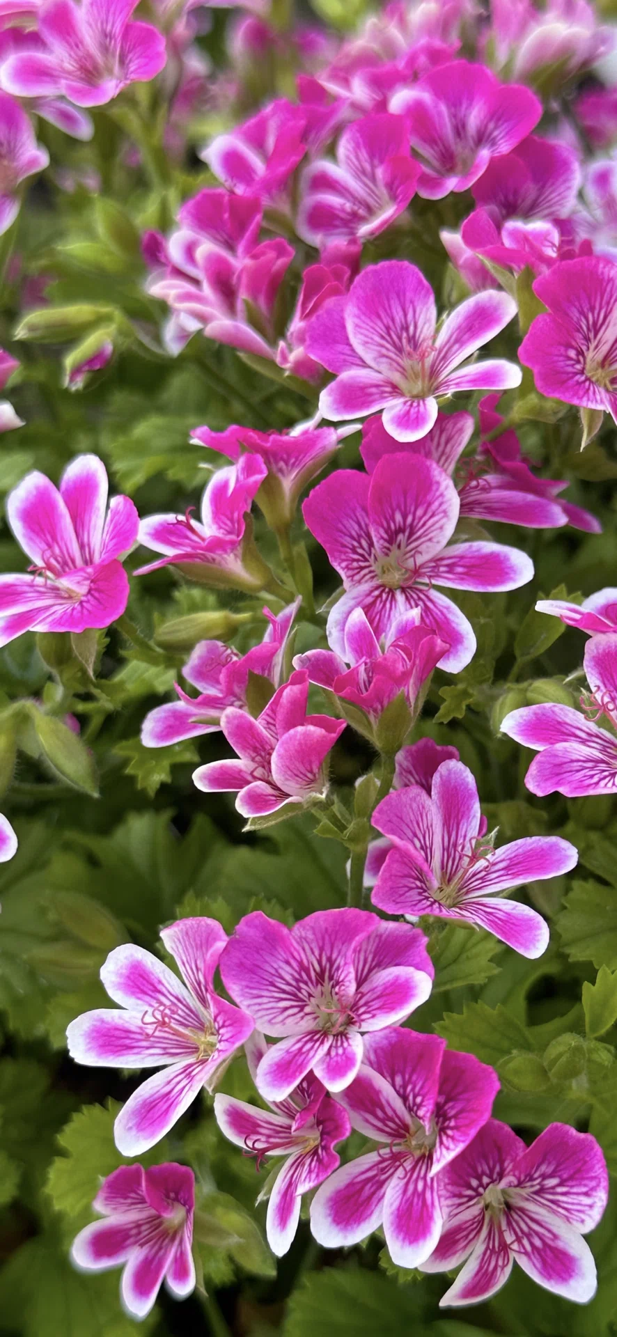 ペラルゴニウム　ピンク PELARGONIUM - SWEET PINK｜EGGSEED