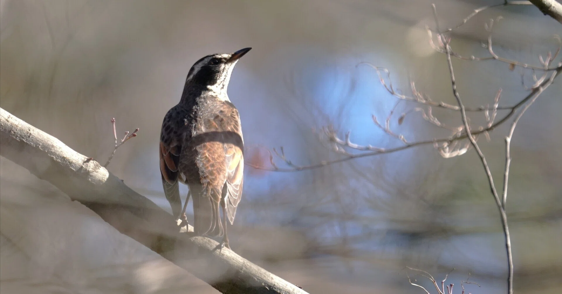 朝の小鳥」は1953年から続く、鳥の声が主役のラジオ番組です｜ウクモリ