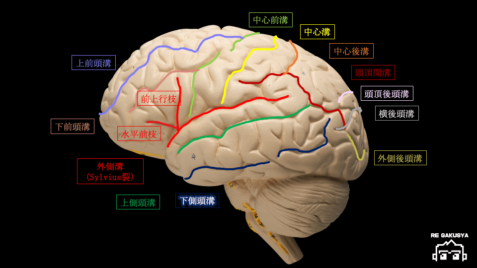 脳解剖学(萬万甫) 41a+JJt+QyL._UF894,1000_QL80_.jpg