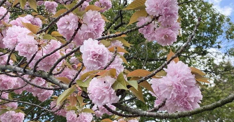 八重桜満開。
