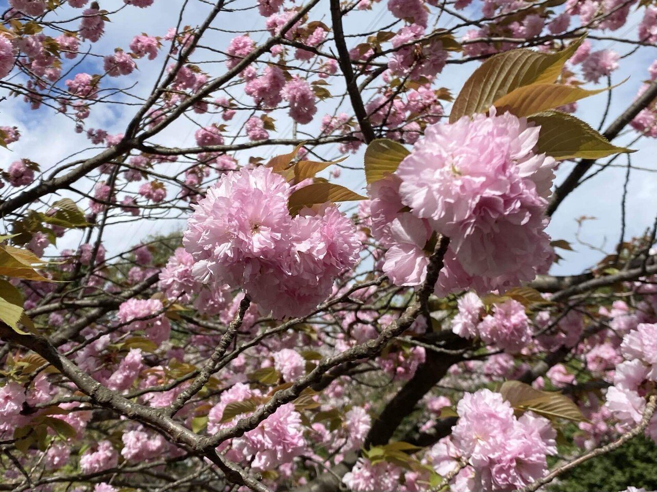 八重桜満開。｜之哲／Yuki Satoru