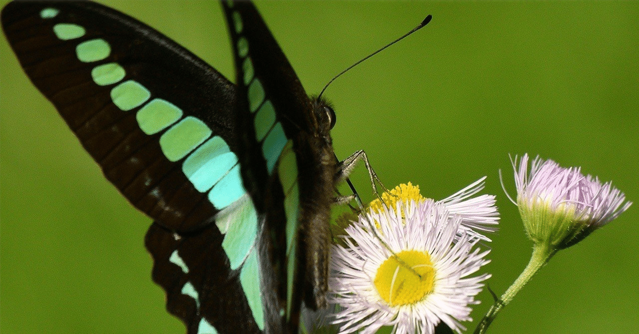 京都のジャズ喫茶、蝶類図鑑｜normal bongos