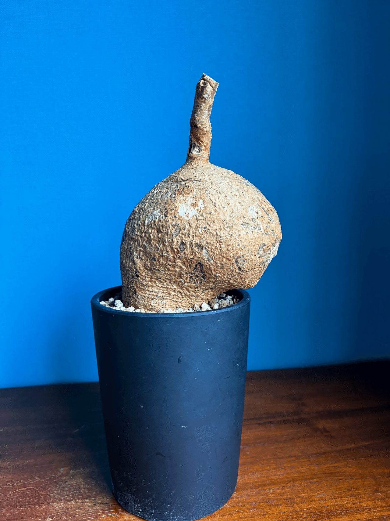 アデニア メタモルファ(旧ペリエリ)Adenia metamorpha Toky鉢付き