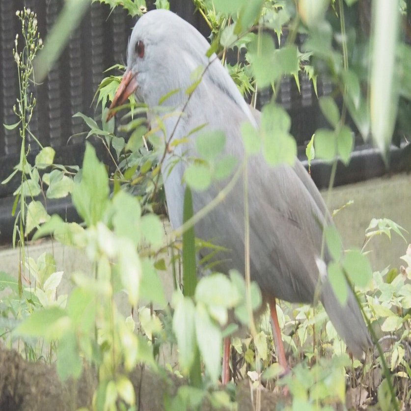 ニューカレドニアの国鳥｜カグー Kagu｜M_ayumi