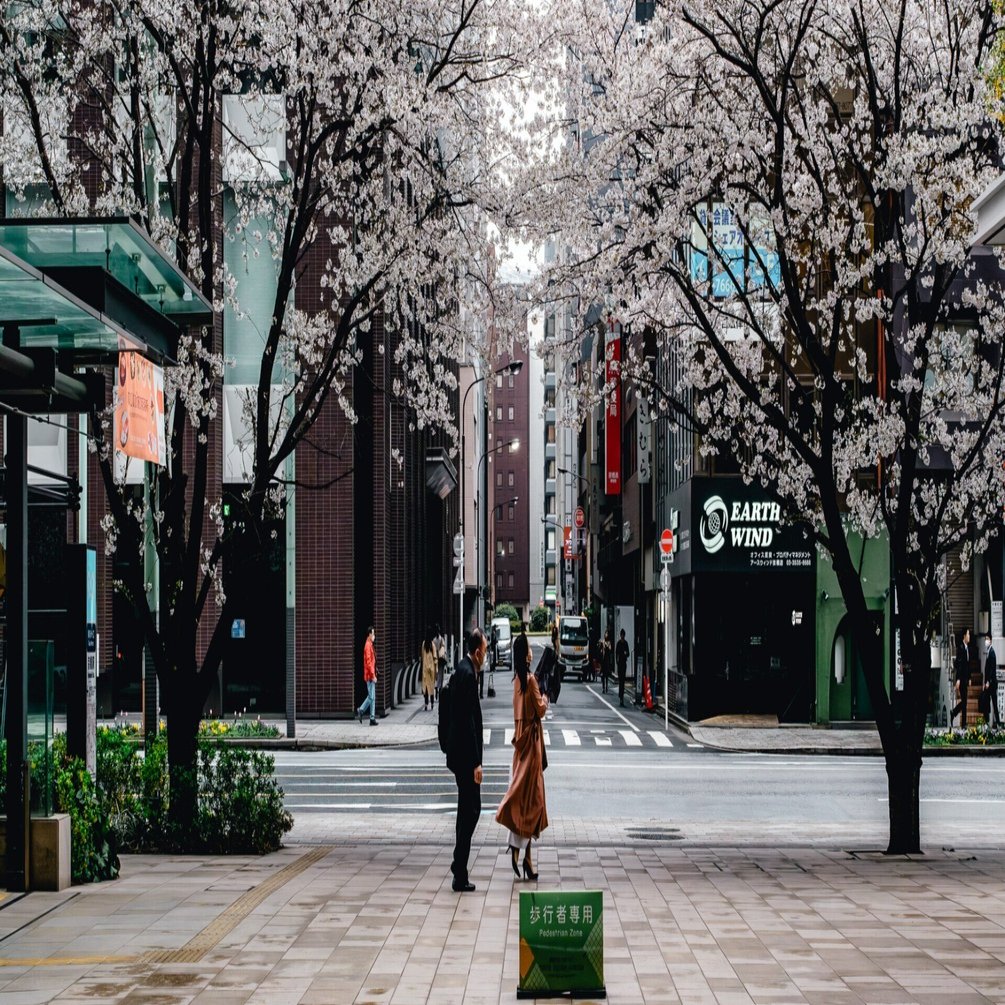 日本橋の桜とのひととき【写真20枚】｜Nocchi(のっち)