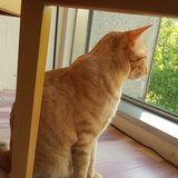 猫カフェの猫(ここではネコ語を話しません)