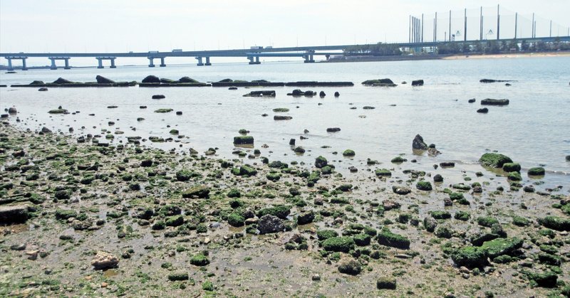 甲子園浜と神戸港―後書きに代えて：特別展「海　―生命のみなもと―」見聞録　その19
