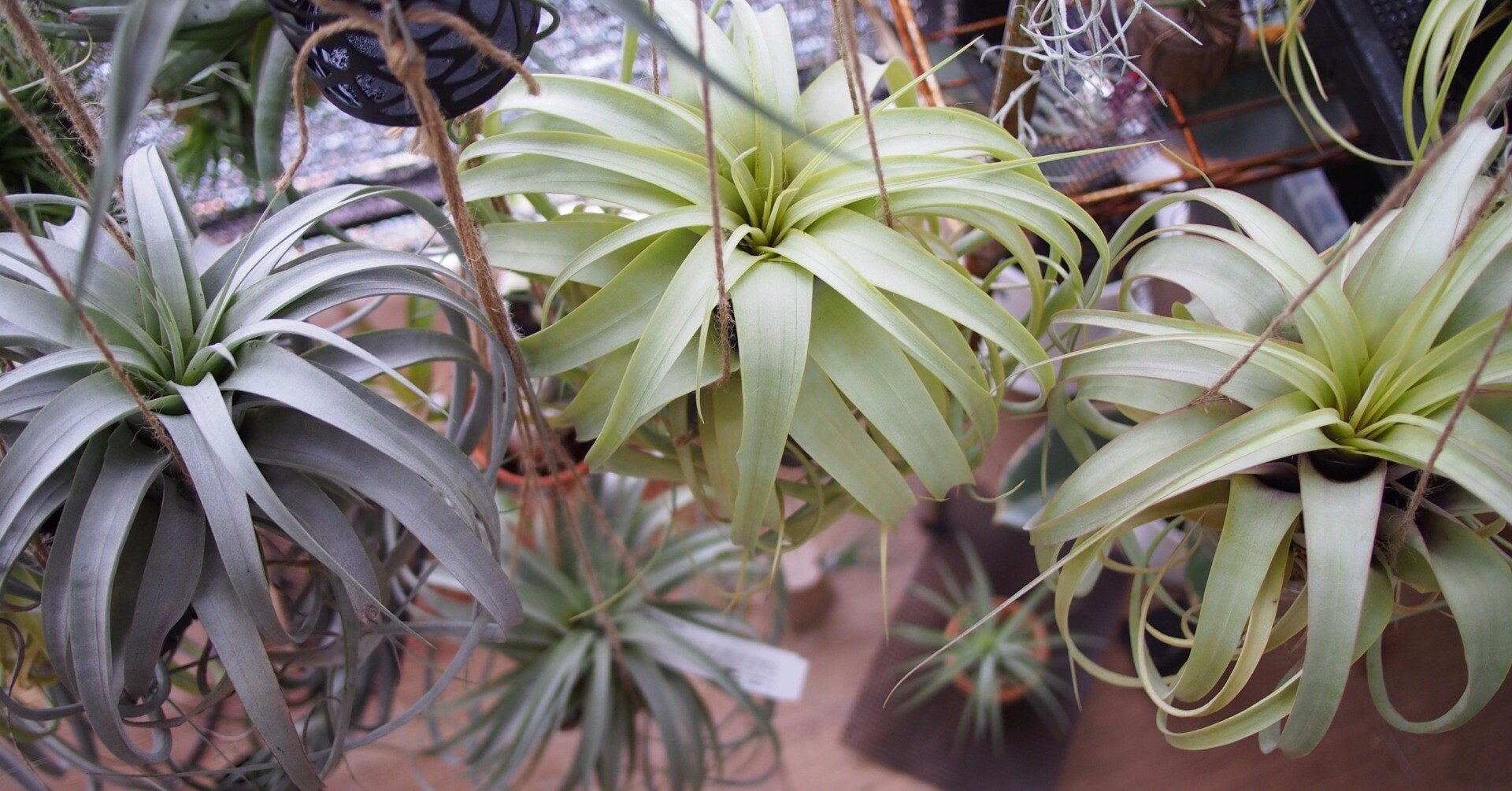 Tillandsia 