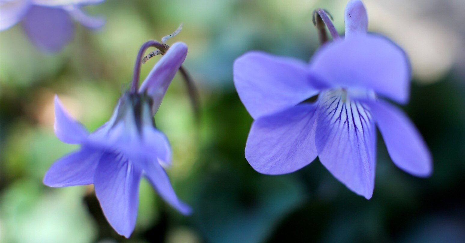 3月2日…慎ましい幸福｜taku