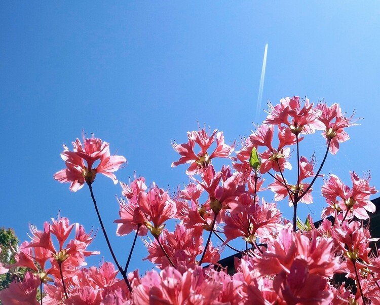 今日は空が青いです。