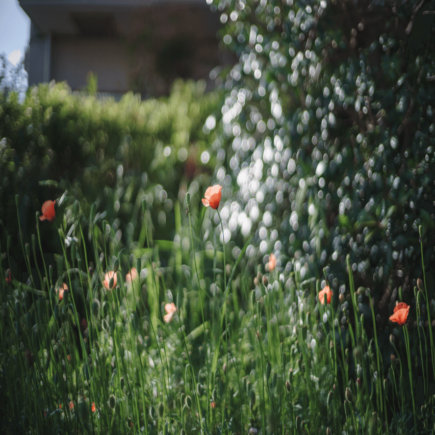 MFレンズと花は切っても切れない存在｜Yuya