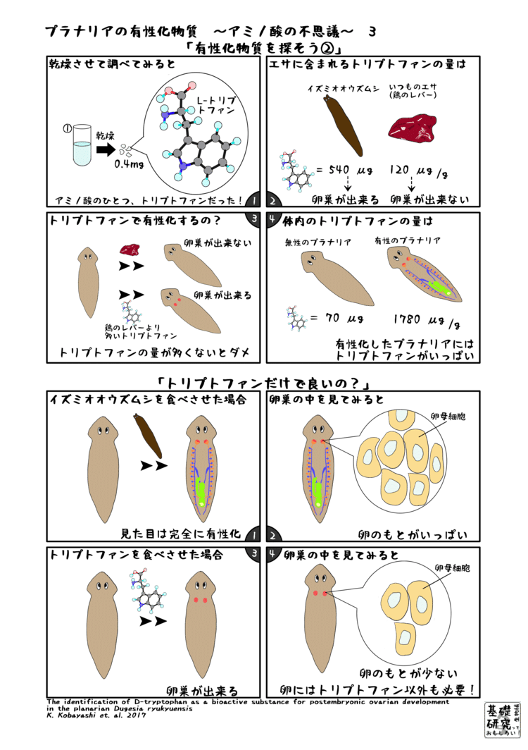 2017, Scientific Reports, The identification of D-tryptophan as a bioactive substance for postembryonic ovarian development in the planarian Dugesia ryukyuensis, K. Kobayashi et al. より　3ページ目