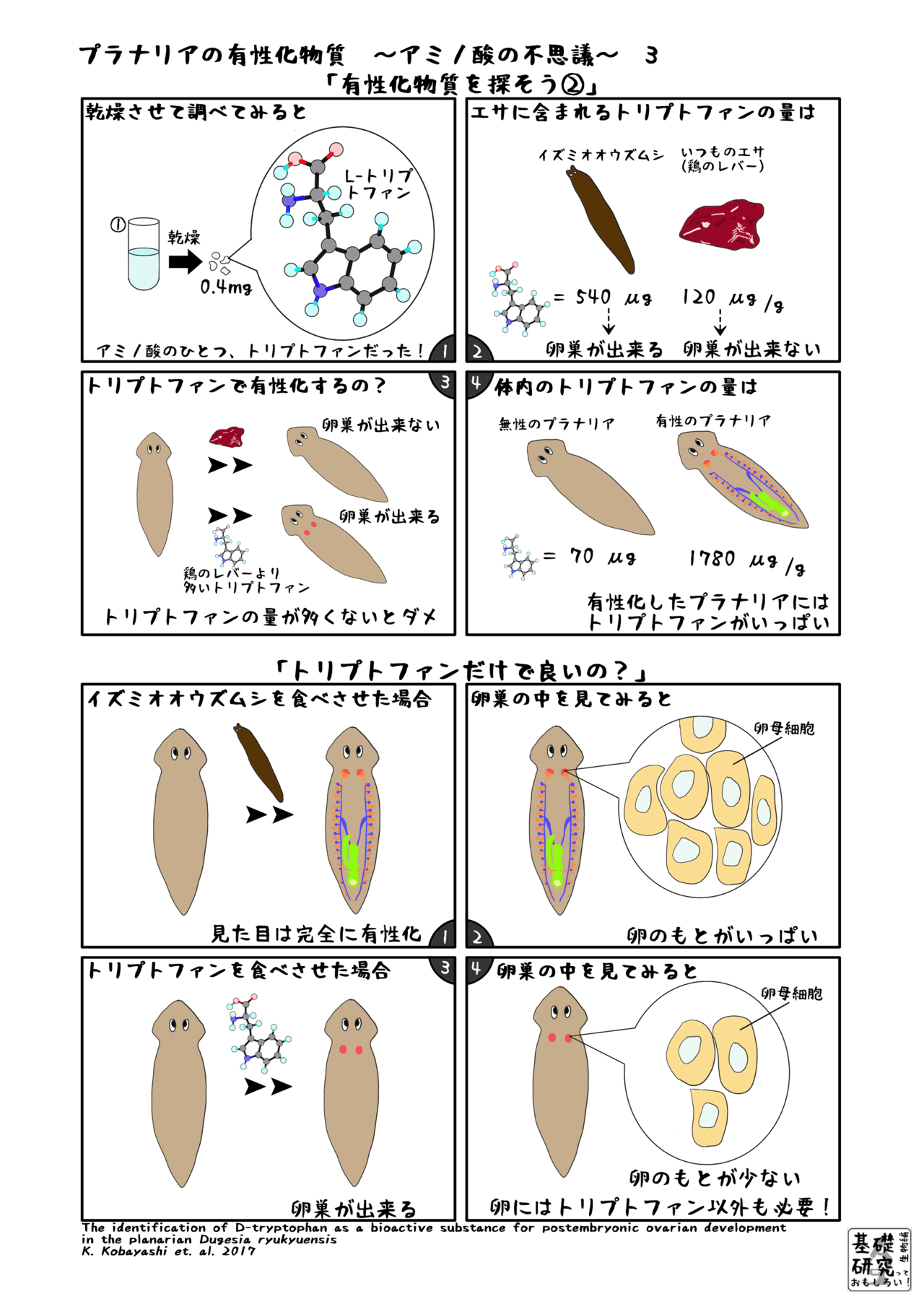 A5プラナリアの有性化物質3