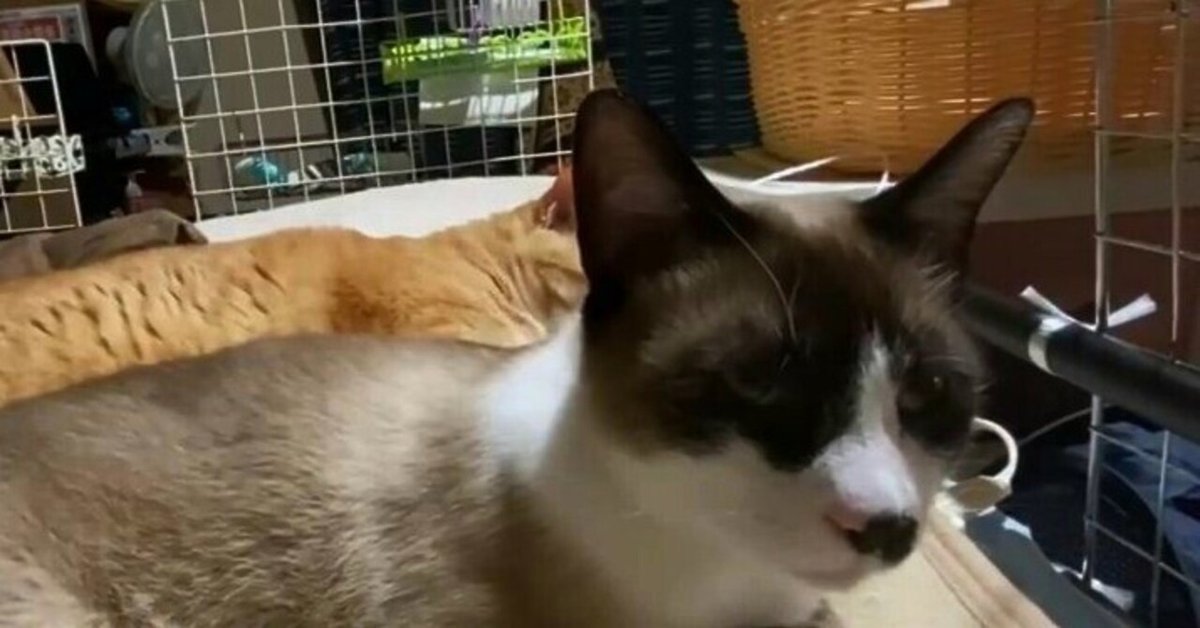ペットの名付けに悩む方が羨ましくて(猫編)｜夢すずみ