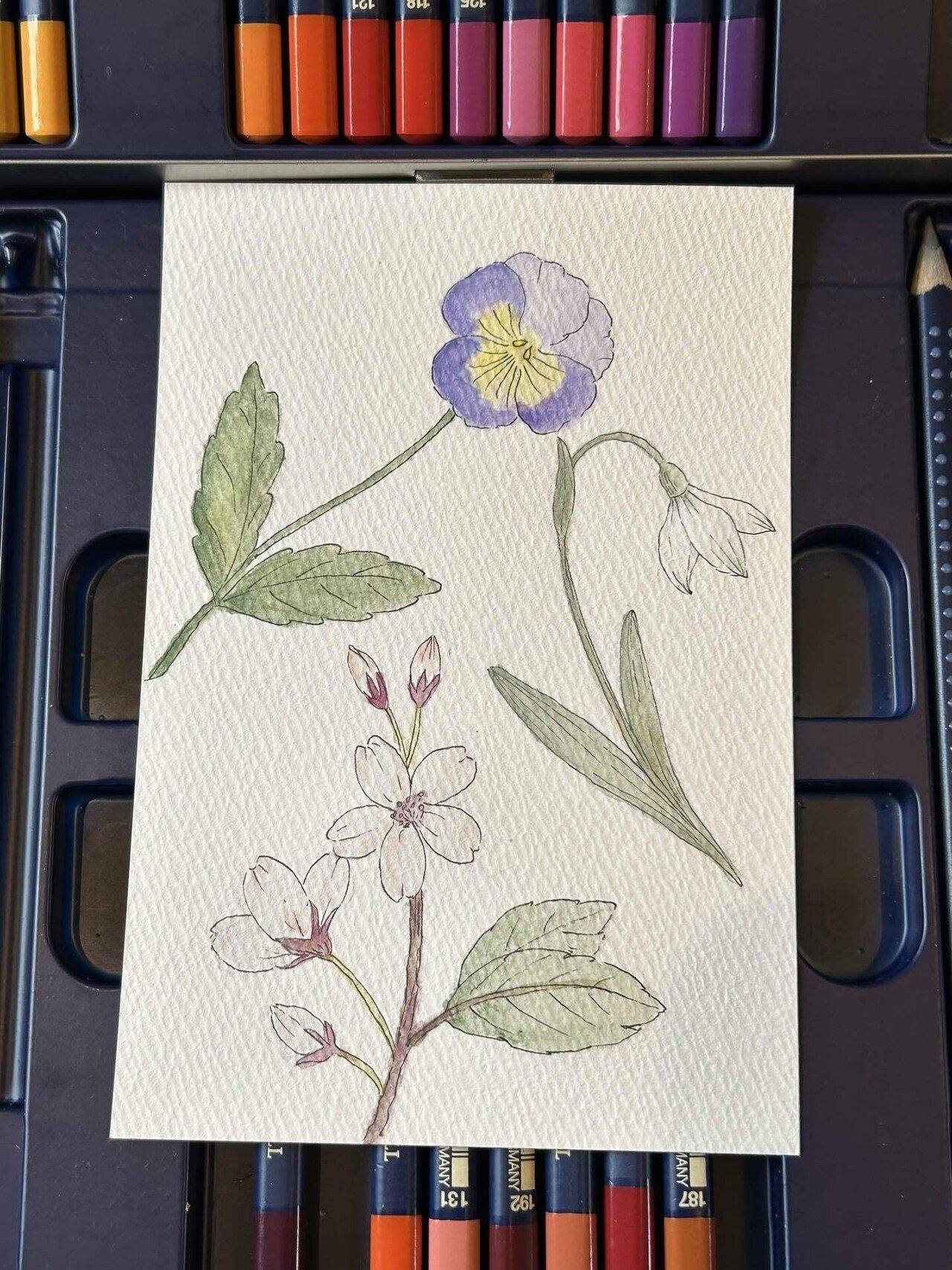 花@水彩色鉛筆｜Snow❄️Yukihikari