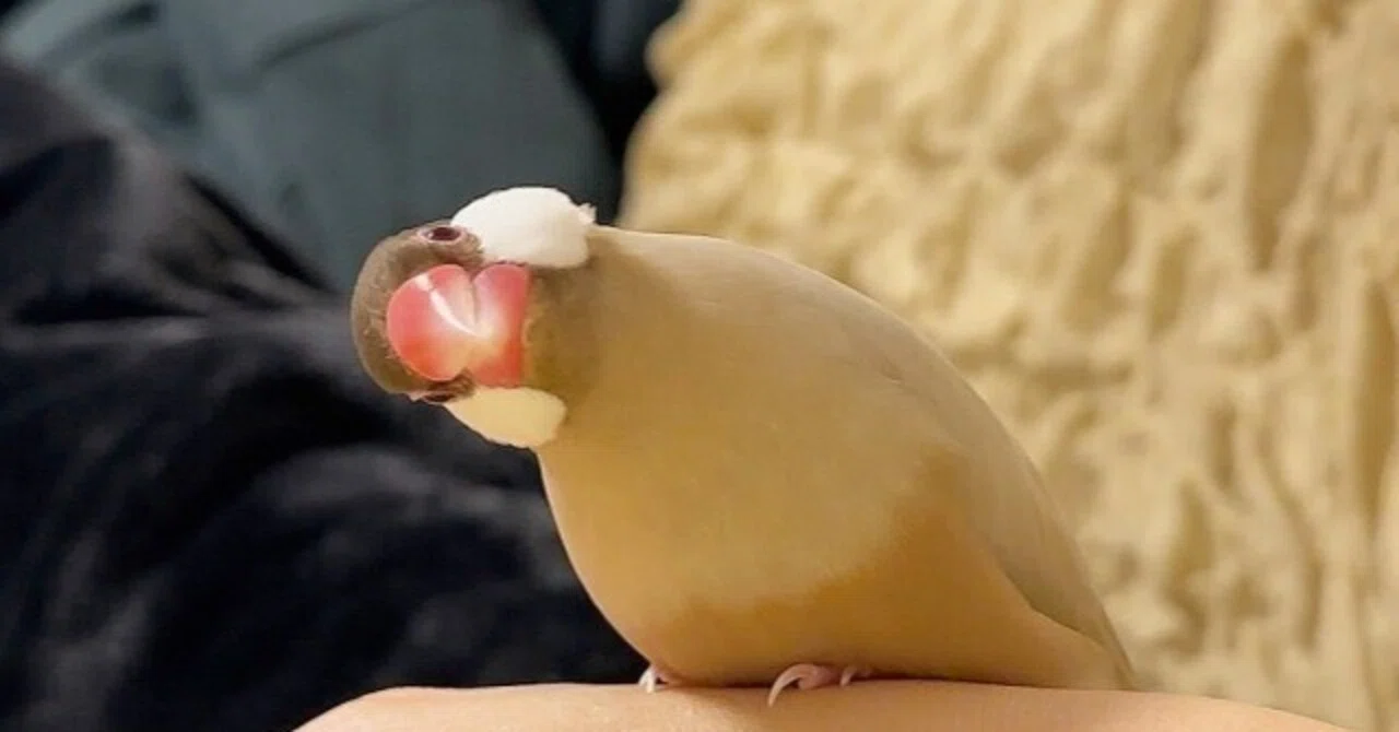 文鳥の病気】クラミジア症・自咬症（じこうしょう）について知る｜桜 