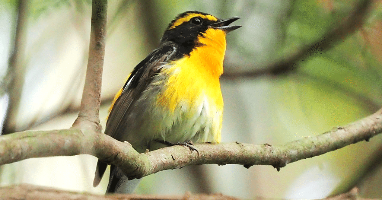 解説！鳥の鳴き声図鑑#011 ～鳥のさえずり聞き比べ～｜OM SYSTEM