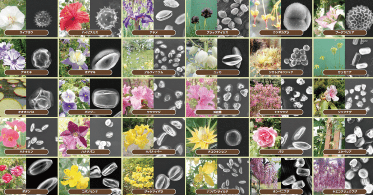 琉球列島産植物花粉図鑑 ☆図鑑 琉球列島有用樹木誌 天野 哲夫