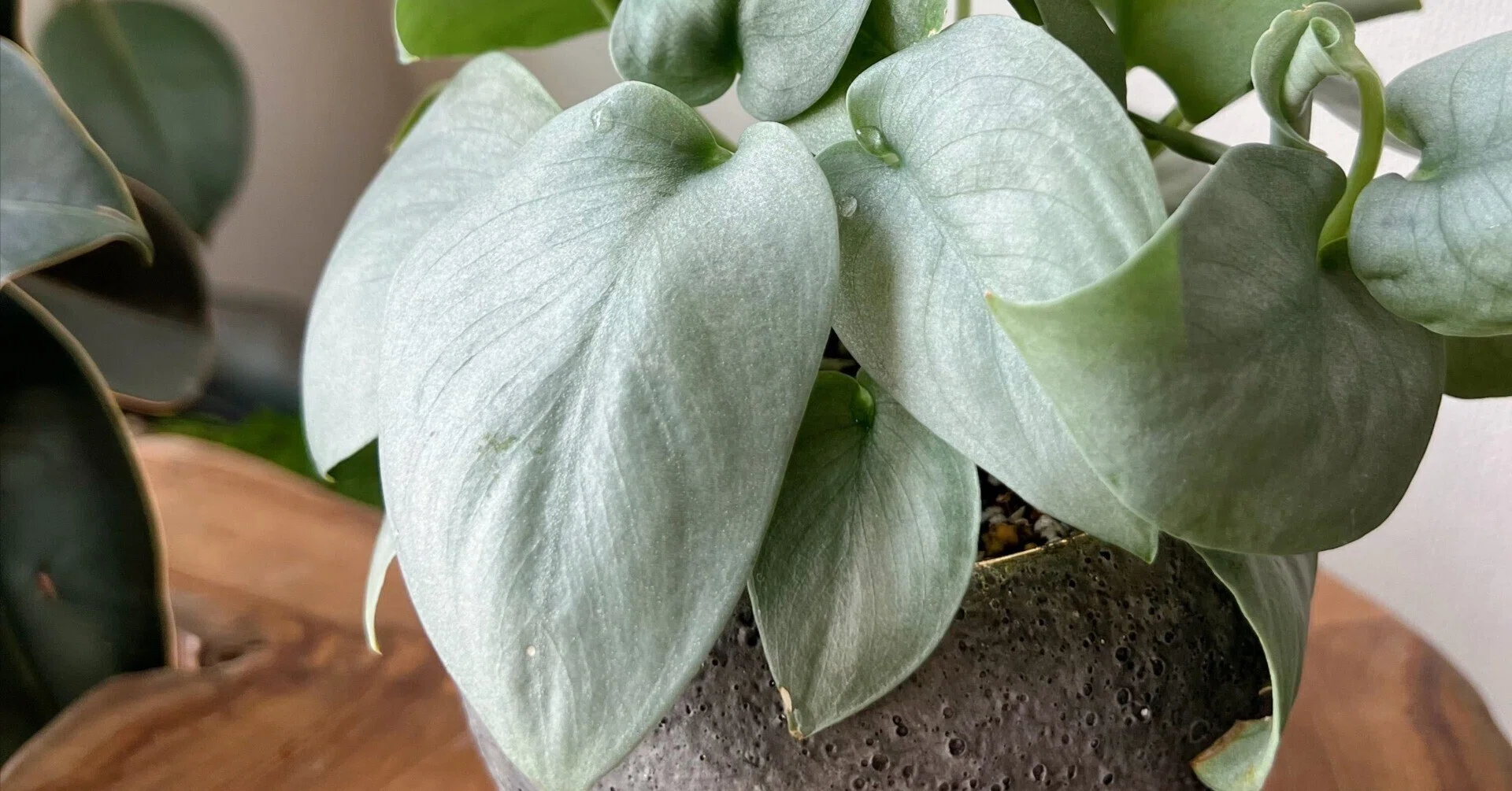 スキンダプサスの育て方｜草野植木（植物販売員）