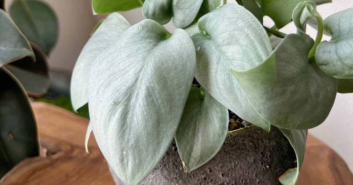 スキンダプサスグリス斑入り1