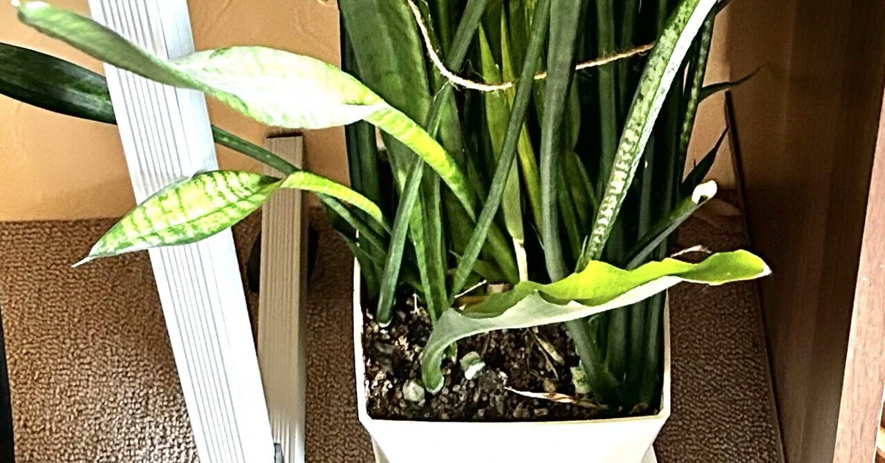 サンスベリアを植えかえた日｜生まれたてのおっさん（山ちゃん）