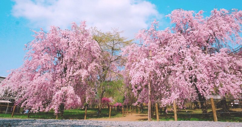 【妙玖の足】安土城跡と桜