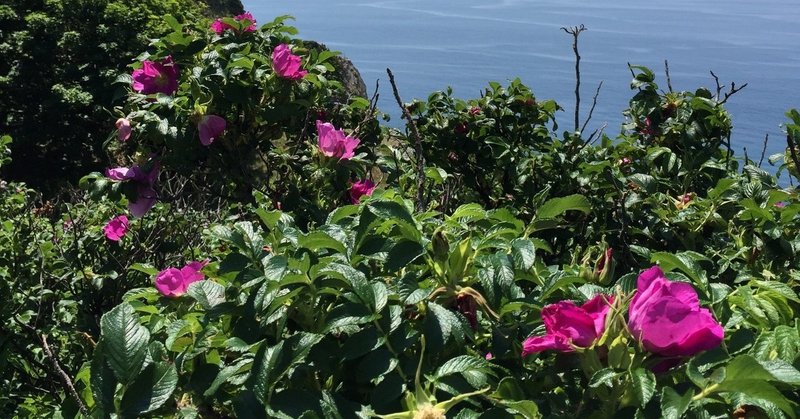 青い海に映えるハマナスの花 Bitbeans Note