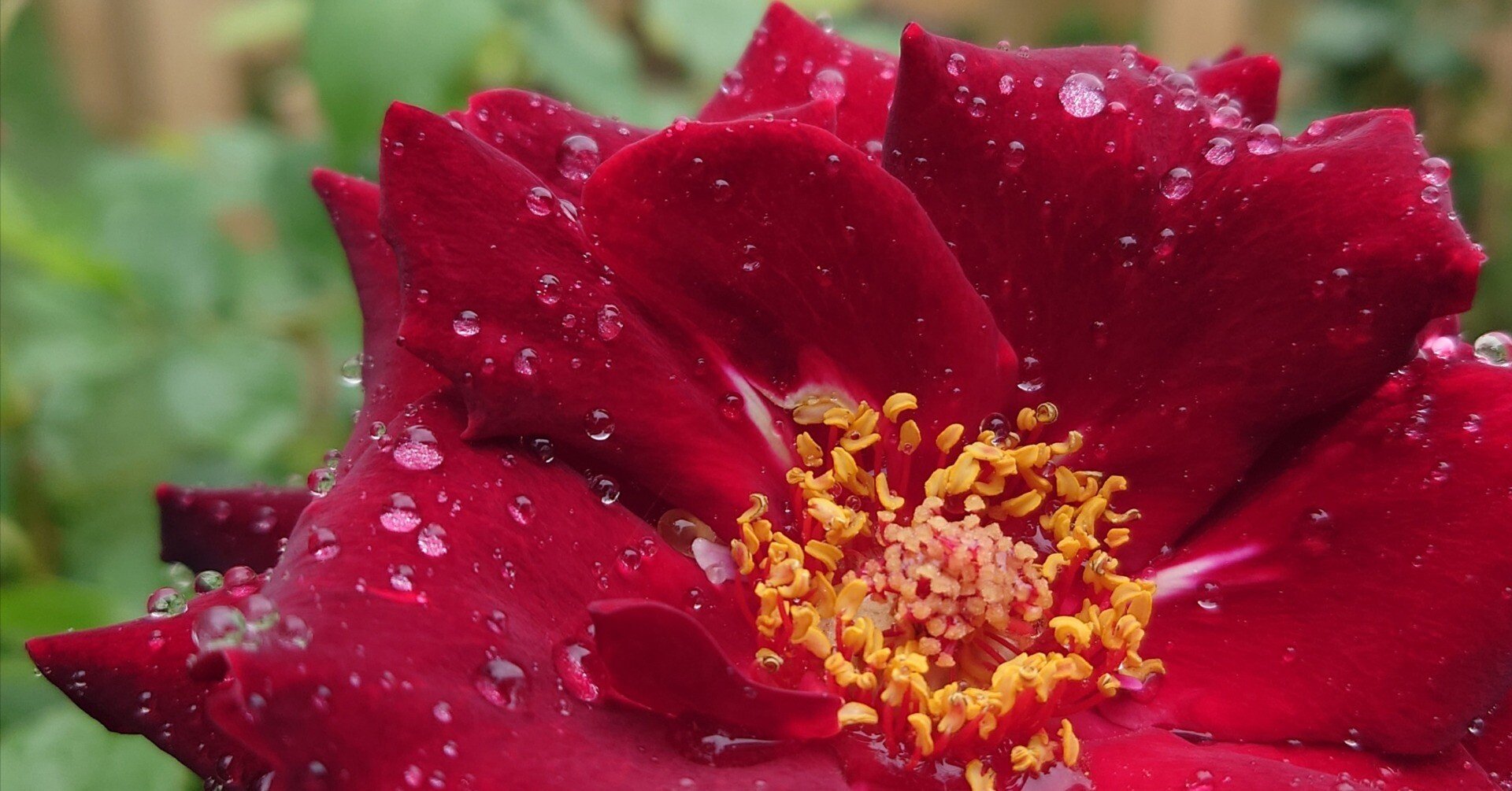 黒真珠薔薇挿し木様の枝 黒真珠薔薇挿し木様の枝 黒真珠（バラ図鑑）